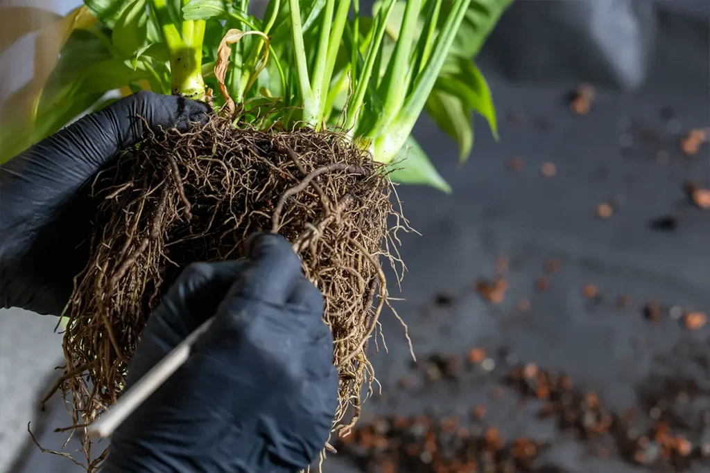 Close-up of plant roots held by gloved hands demonstrating crop nutrition and root health assessment