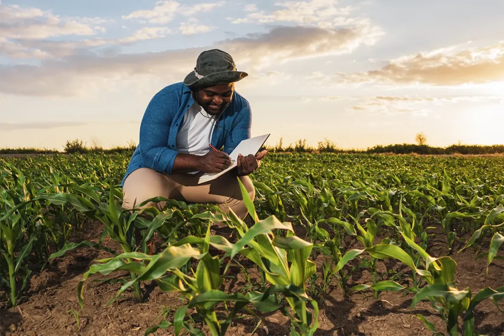African agronomist inspecting and recording observations in a maize crop field at golden hour