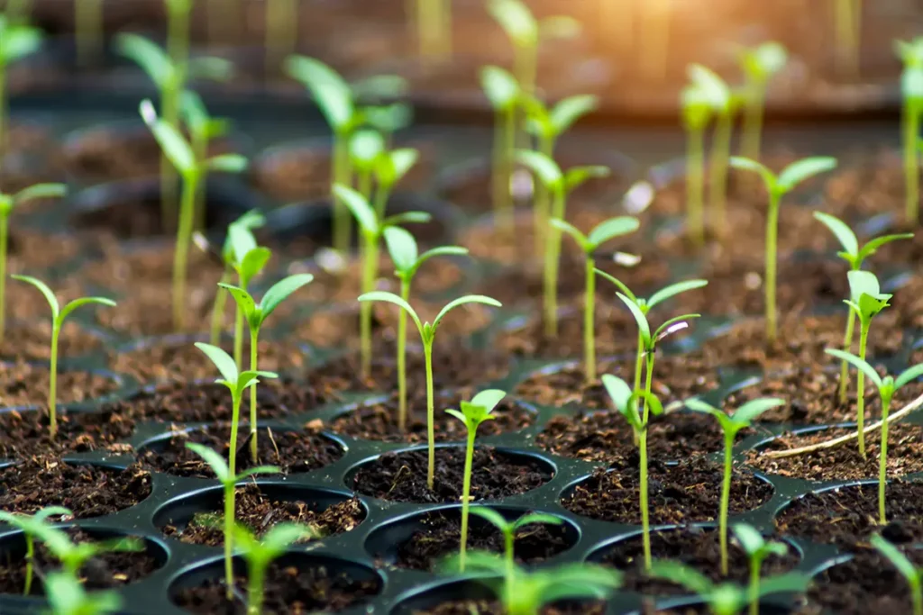 Young seedlings sprouting in a germination tray representing GrowMate Africa's seed solutions and quality assurance frameworks