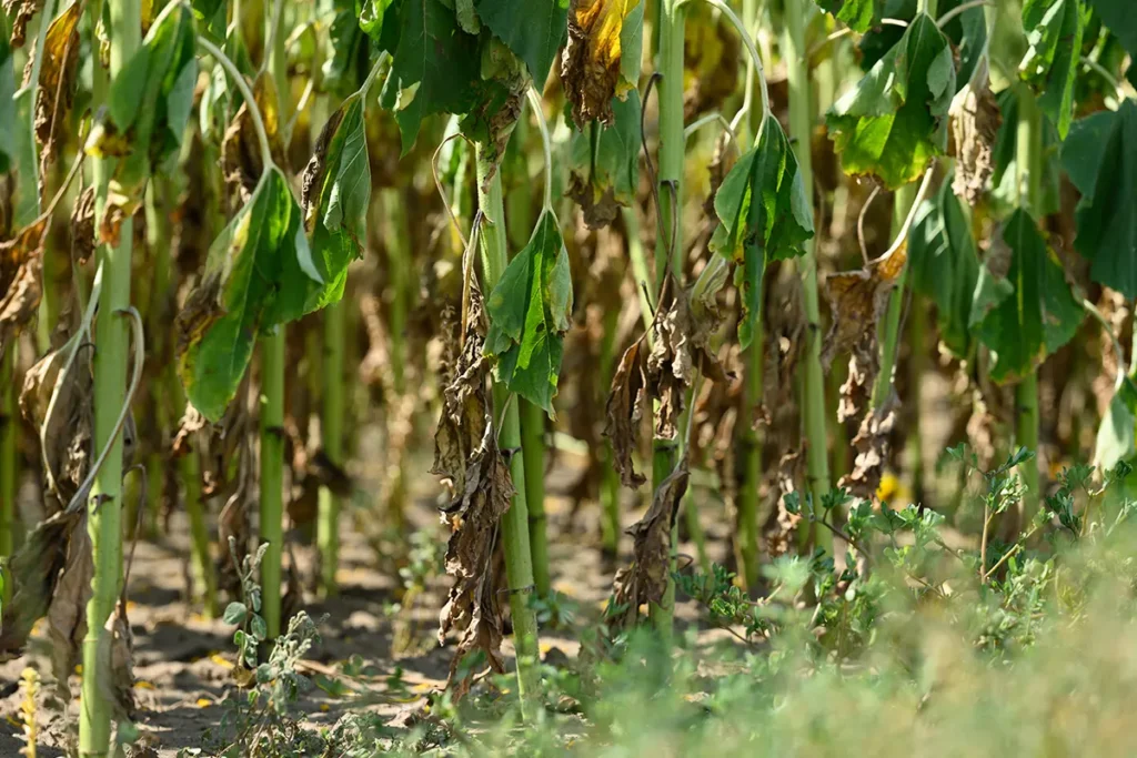 Close-up of diseased crop stems with wilting and browning leaves illustrating the need for fungicide crop protection solutions