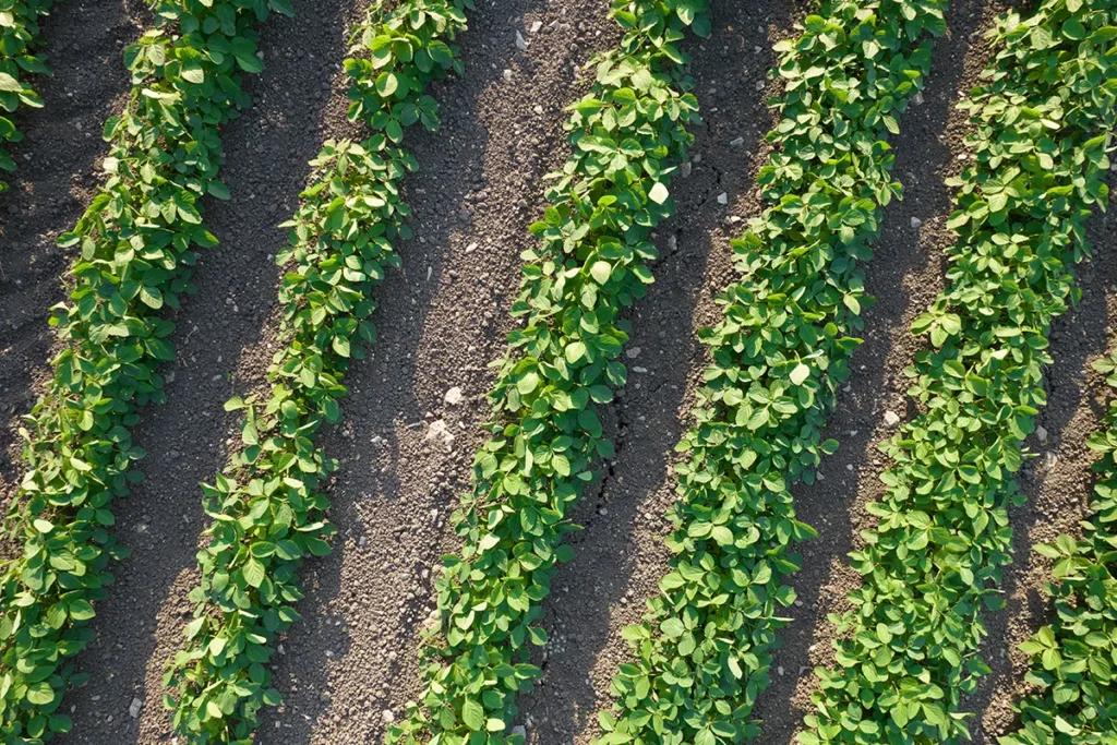 Aerial close-up view of green crop rows in soil representing herbicide weed management and crop protection under GrowMate Africa's input frameworks